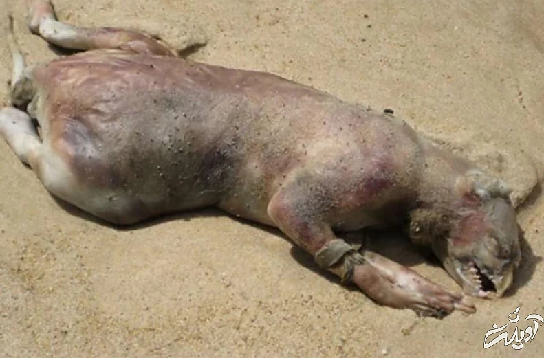 عجیب ترین موجوداتی که در سواحل دریاها کشف شدند